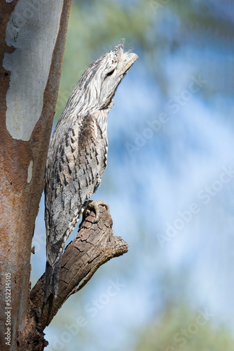 A big-headed stocky Australian native bird known as a Tawny Frogmouth (Podargus strigoides)