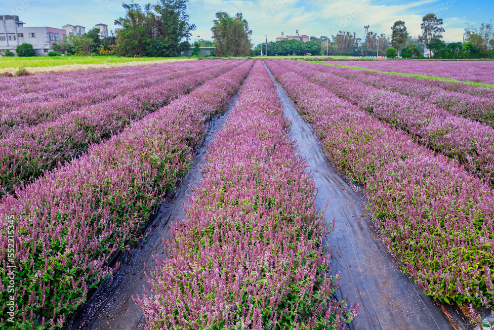 Obraz premium Chinese Mesona flowers blooming in the field 