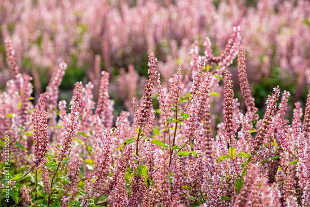 Chinese Mesona flowers blooming in the field Chinese Mesona flowers blooming in the field