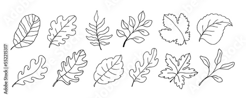 Leaves vector sketch set. Hand drawn decorative elements, isolated on white background. Botanical illustration in doodle style
