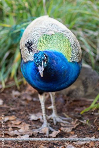 Male peacock outside in the park.
