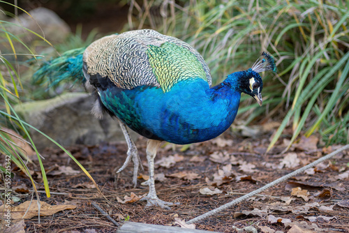 Male peacock outside in the park.