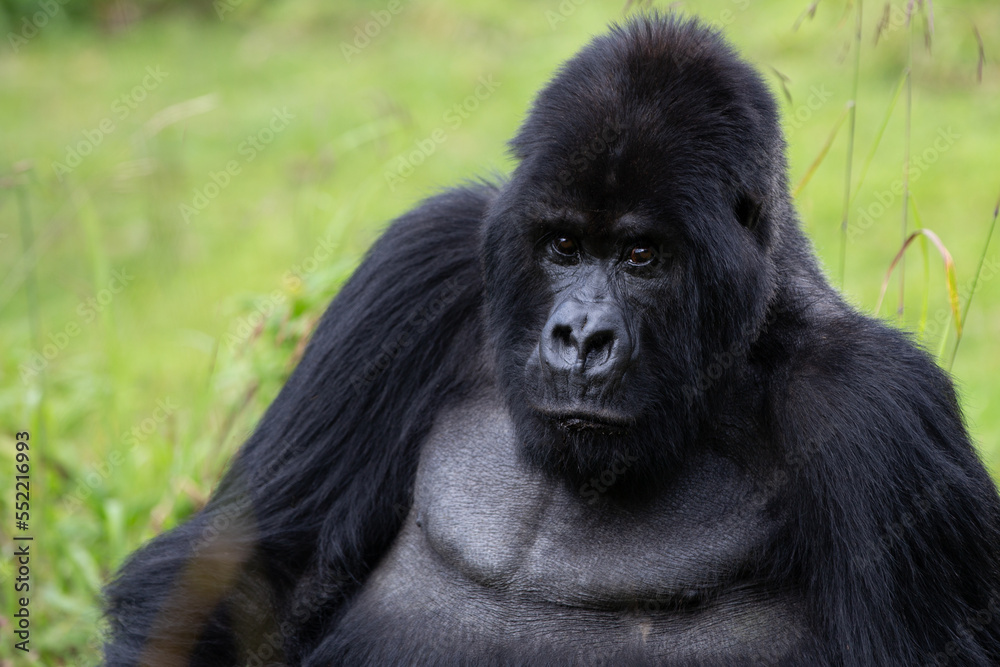 Fototapeta premium The endangered mountain gorillas (Gorilla beringei beringei) of Rwanda.