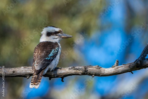 Laughing Kookaburra (Dacelo novaeguineae) perched on a dead branch
