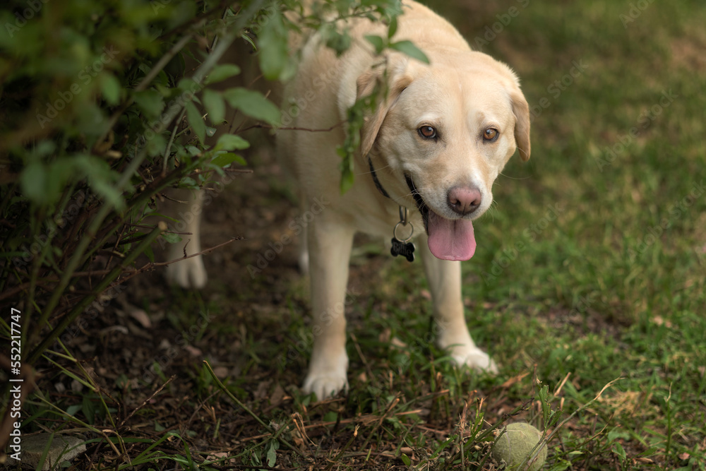 A happy young pet Labrador Retriever with her chewed up pink tennis ball ready to play A happy young pet Labrador Retriever with her chewed up pink tennis ball ready to play