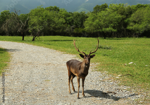 Beautiful deer stag on road in safari park