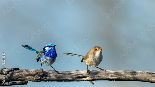 A pair of adult male and female Splendid Fairywrens (Malurus splendens) perched on a branch. photo