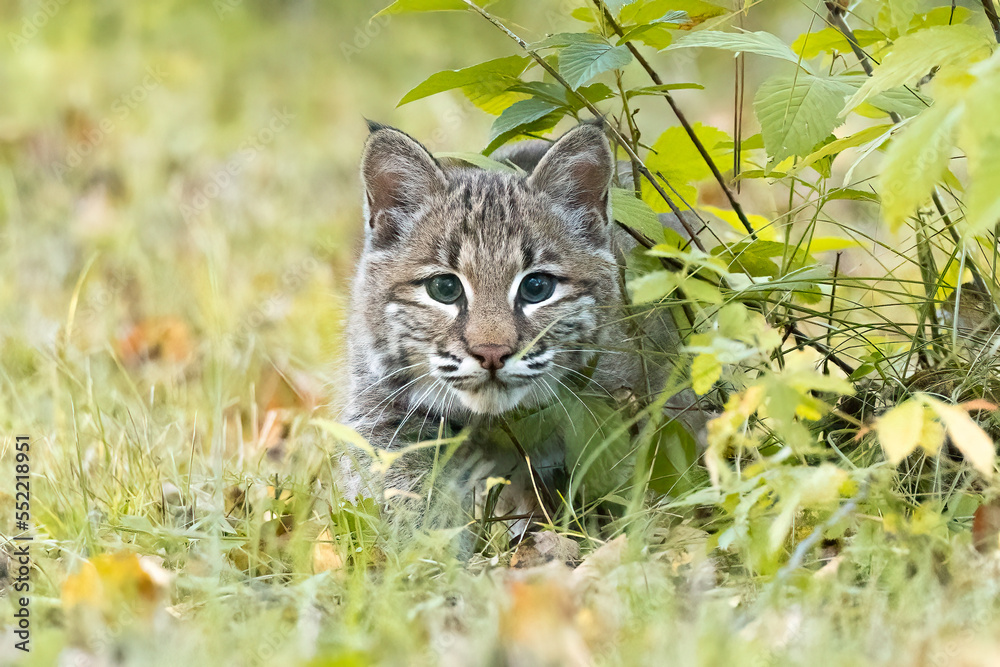 Stalked by a Tiny Cat

Adolescent Bobcat tucked in amongst the undergrowth, zeroing in on its target...you. Small feline stalking watching hunting. 

Captured in controlled conditions