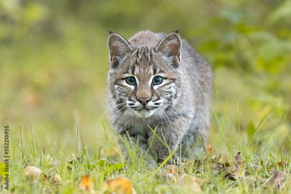 The Bobcat doesnt want to be fed, it wants to hunt.

The North American Bobcat (Lynx rufus) is indeed a clever girl.  When stalking prey it only thinks 