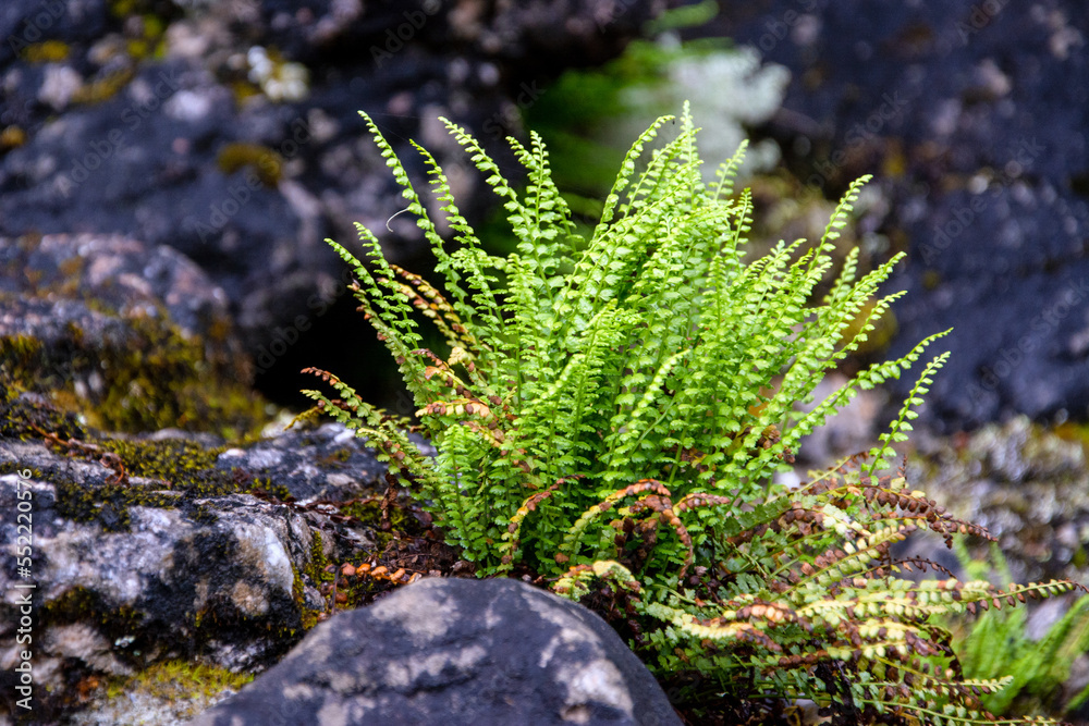 Fern growing on rocks
