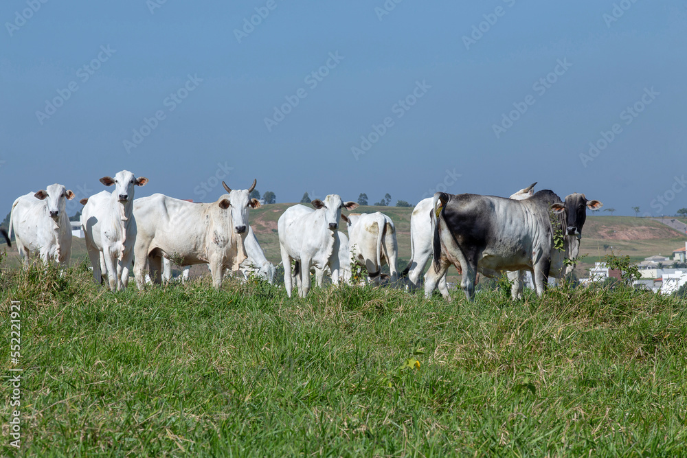 Nelore cattle in green pasture on countryside of Brazil Nelore cattle in green pasture on countryside of Brazil