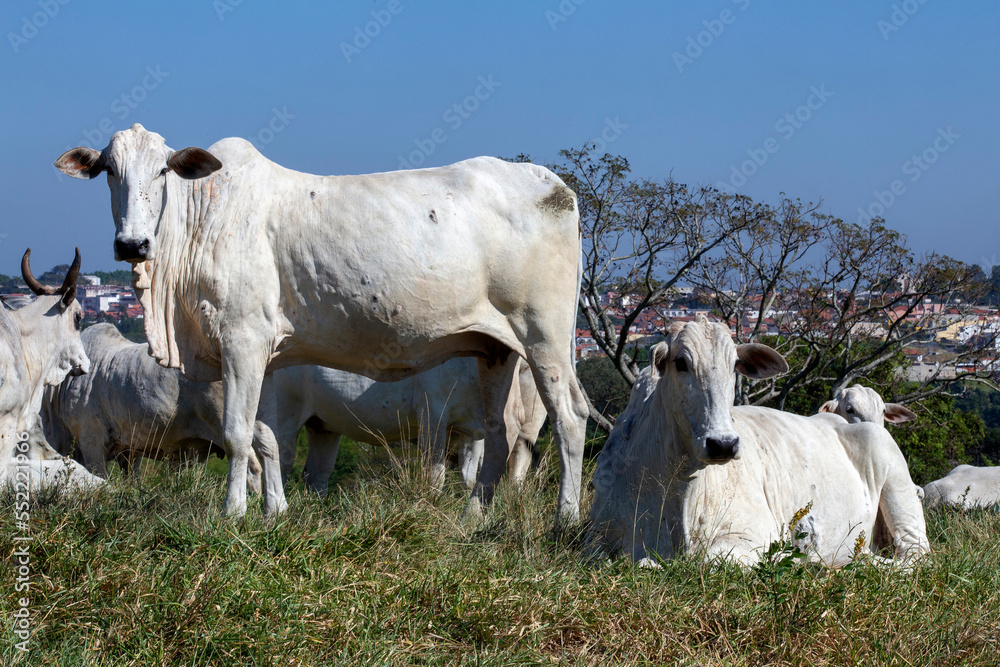 Nelore cattle in green pasture on countryside of Brazil
