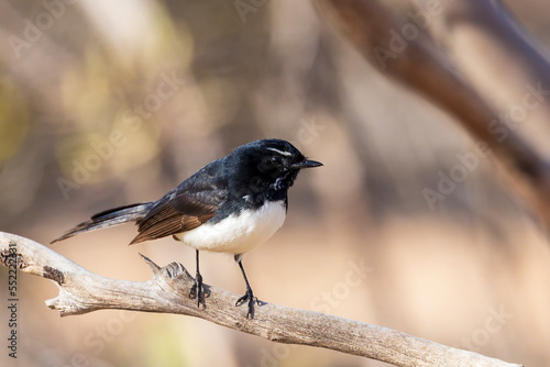 A common Australasian black and white fantail bird known as a Willie Wagtail (Rhipidura leucophrys). The name wagtail stems from the constant sideways wagging of the tail.