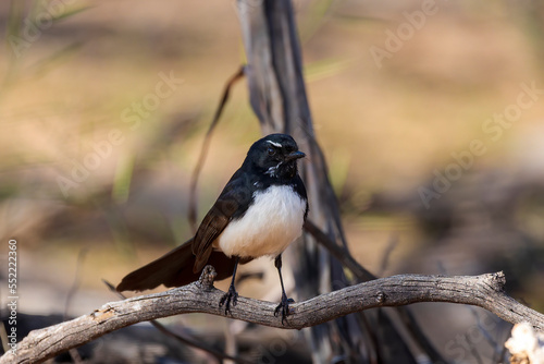 A common Australasian black and white fantail bird known as a Willie Wagtail (Rhipidura leucophrys). The name wagtail stems from the constant sideways wagging of the tail.