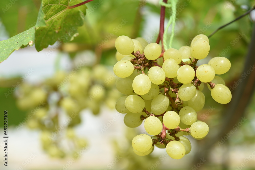 Branches of fresh green grapes hanging in an agricultural greenhouse. Branches of fresh green grapes hanging in an agricultural greenhouse.