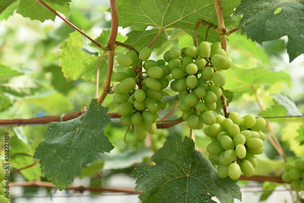 Fototapeta premium Branches of fresh green grapes hanging in an agricultural greenhouse.