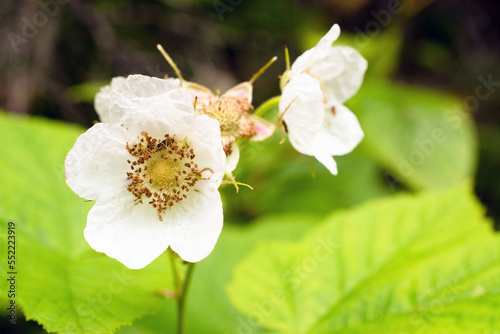Flowers of thimbleberry, Rubus parviflorus photo