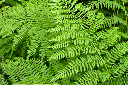 Green fern leaves 