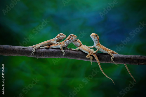 babys bearded dragon lizard on a branch