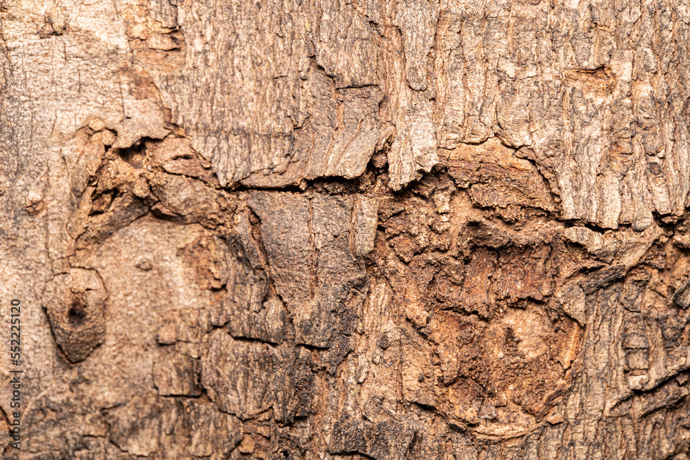 Old Wood Tree Texture Background. texture of bark wood use as natural background. Old Wood Tree Texture Background. texture of bark wood use as natural background.