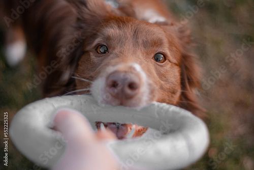 Dog with toy photo