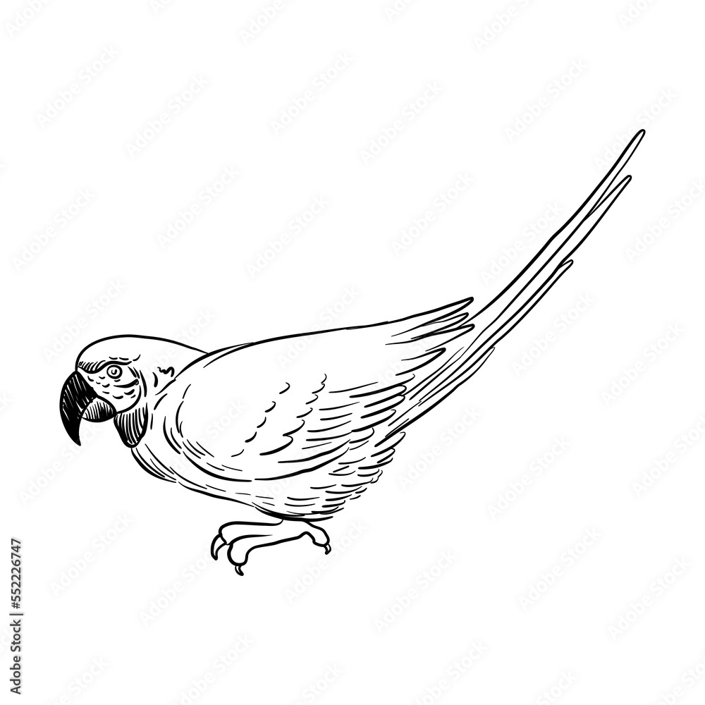 vector drawing sketch of bird, ara parrot, hand drawn macaw , isolated ...