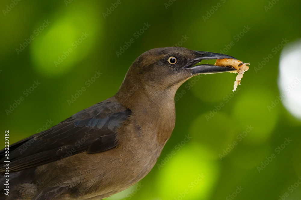 Female Great tailed grackle is eating a food on a tree. Female Great tailed grackle is eating a food on a tree.