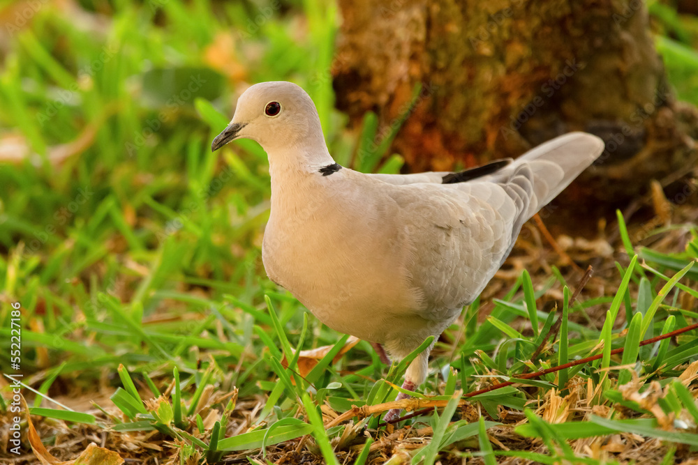 Peaceful bird collared dove is standing on the ground in grass. Peaceful bird collared dove is standing on the ground in grass.