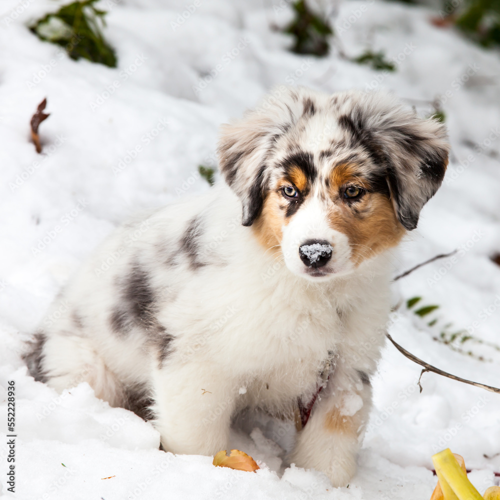 Austalian Shepherd puppy in snow