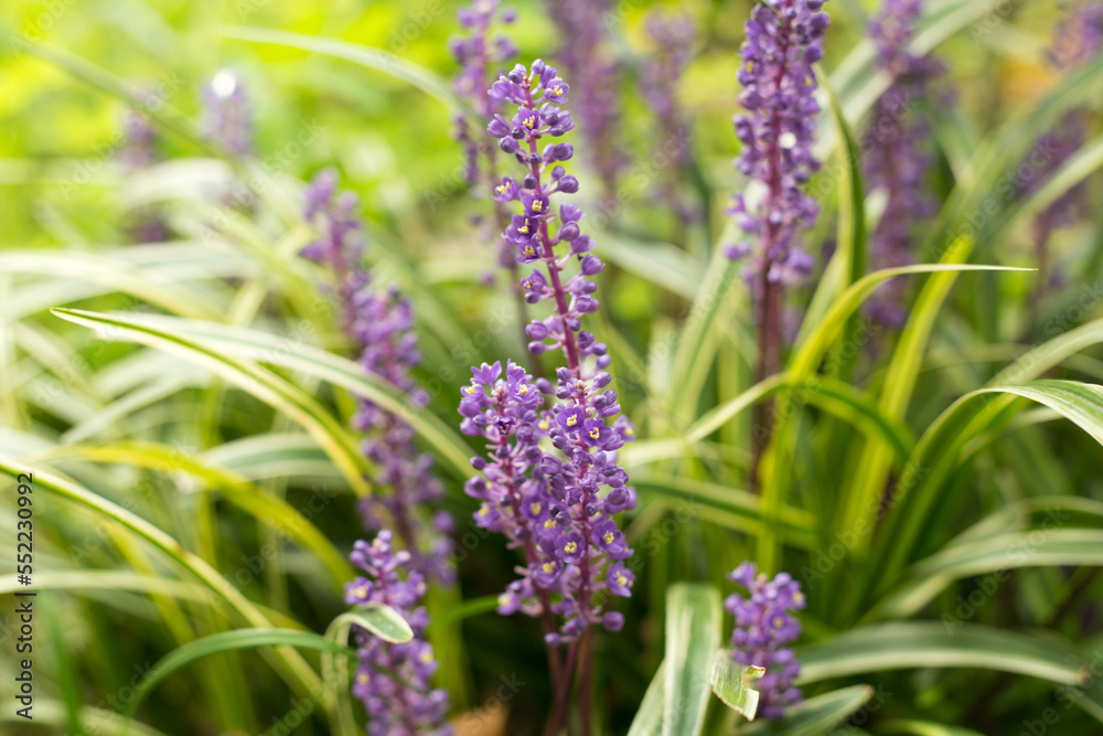 Obraz premium Liriope Muscari Plant. Lily Turf Flowers.