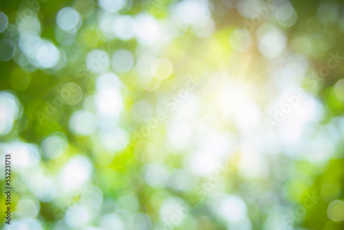 Abstract green foliage and tree in jungle blur with sun light spring summer.