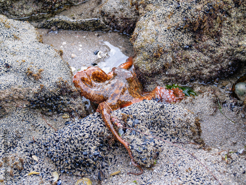 Octopus closeup in rock pool photo