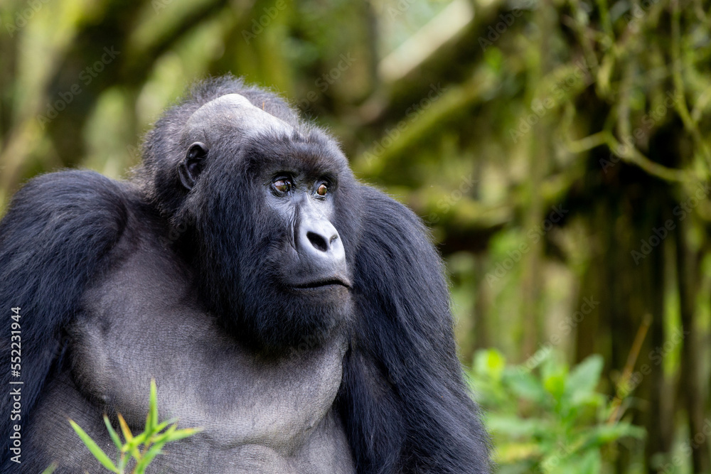 The endangered mountain gorillas (Gorilla beringei beringei) of Rwanda. This Silverback is displaying genetic issues. The endangered mountain gorillas (Gorilla beringei beringei) of Rwanda. This Silverback is displaying genetic issues.