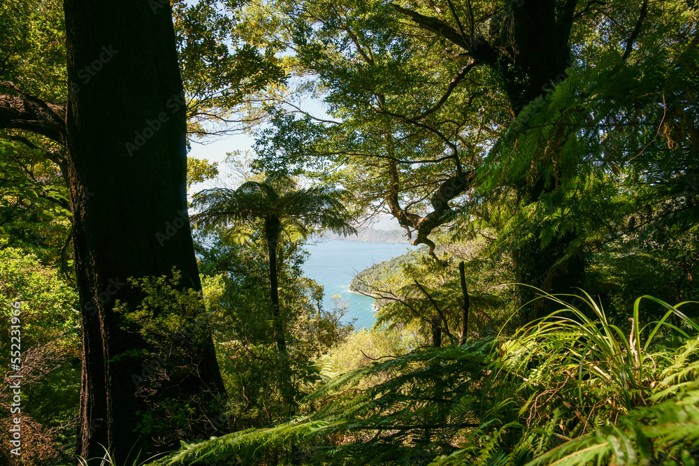 Obraz premium View through shadow and forest to turquoise bay