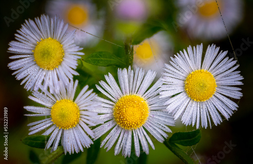 Close-up image of Daisy Fleabane (Erigeron philadelphicus) in nature. photo