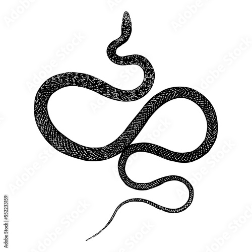 Red Racer Snake hand drawing vector illustration isolated on background.