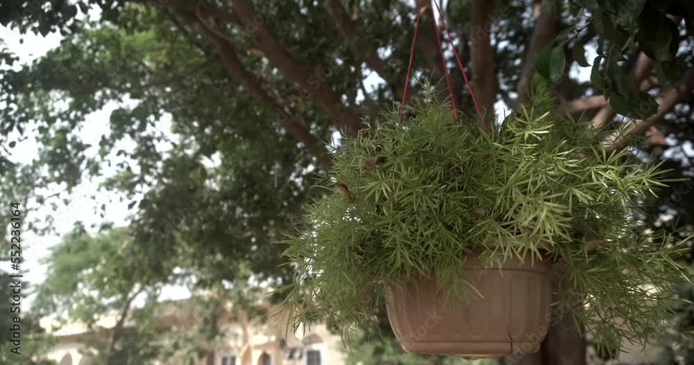plant hanging on tree green decor plant hanging on tree green decor