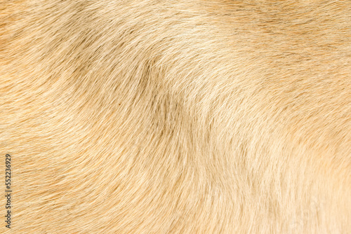 Brown fur texture close up abstract beautiful dog hair background