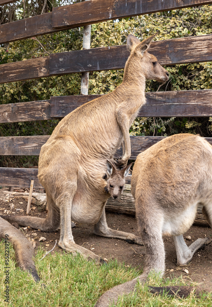 Kangaroos stand near a wooden fence in Gan Guru kangaroo park in Kibutz Nir David in the north of Israel Kangaroos stand near a wooden fence in Gan Guru kangaroo park in Kibutz Nir David in the north of Israel