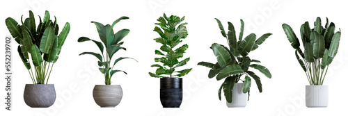 Isolated plant in pot on white background