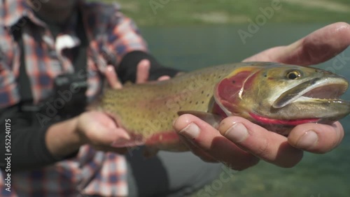 Cutthroat Trout caught in Colorado Mountains Fly Fishing