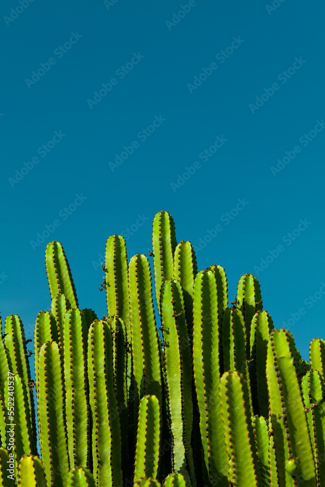 Green canary Island spurge plants flowering (Euphorbia canariensis, cactus also known as Hercules club). Background of blue sky in Lanzarote. Small succulent native to the Canary Islands, Spain. Green canary Island spurge plants flowering (Euphorbia canariensis, cactus also known as Hercules club). Background of blue sky in Lanzarote. Small succulent native to the Canary Islands, Spain.