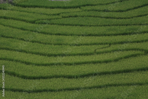 green rice field