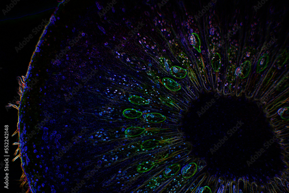 Obraz premium Kiwi fruit illustration with intense colors and black background. Abstract art.