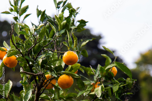 fresh orange on plant, orange tree in Kanagawa Japan.