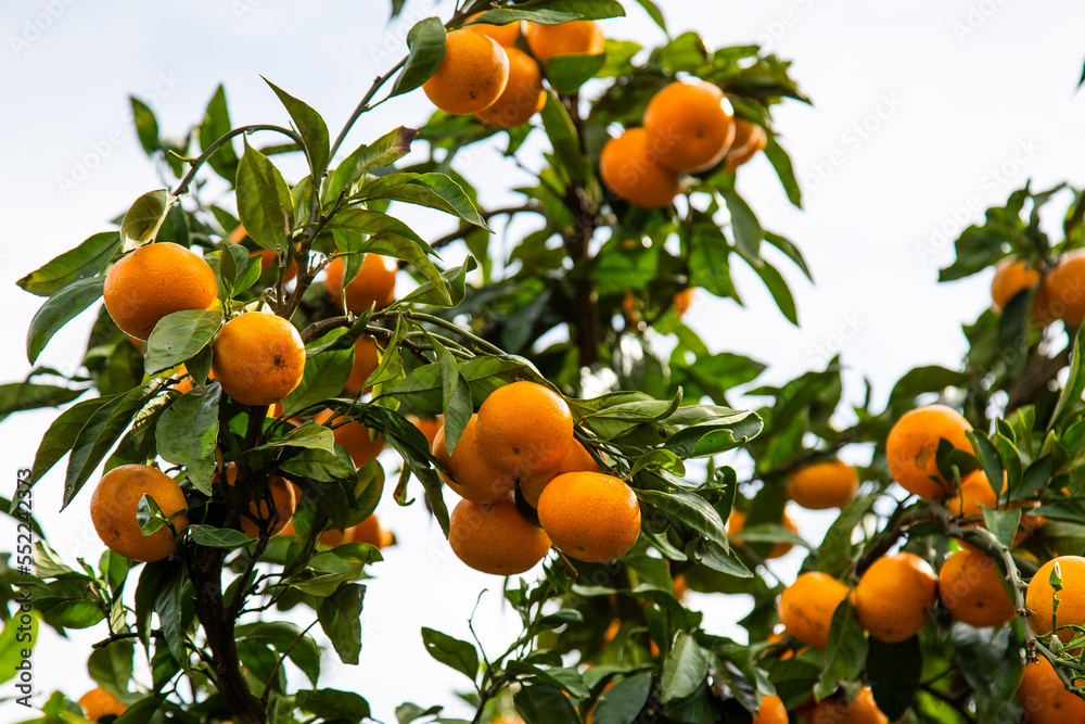 fresh orange on plant, orange tree in Kanagawa Japan. fresh orange on plant, orange tree in Kanagawa Japan.
