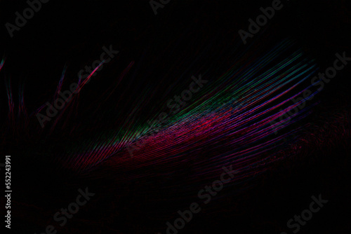 Bird feather with rainbow colors, iridescent, illustration. Abstract art.