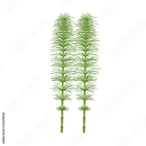 Vector illustration, Horsetail or Equisetum, isolated on white background.