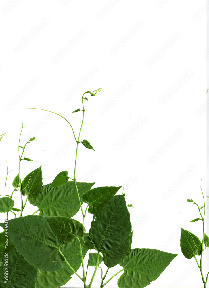 Vine with green leaves,  on a white background