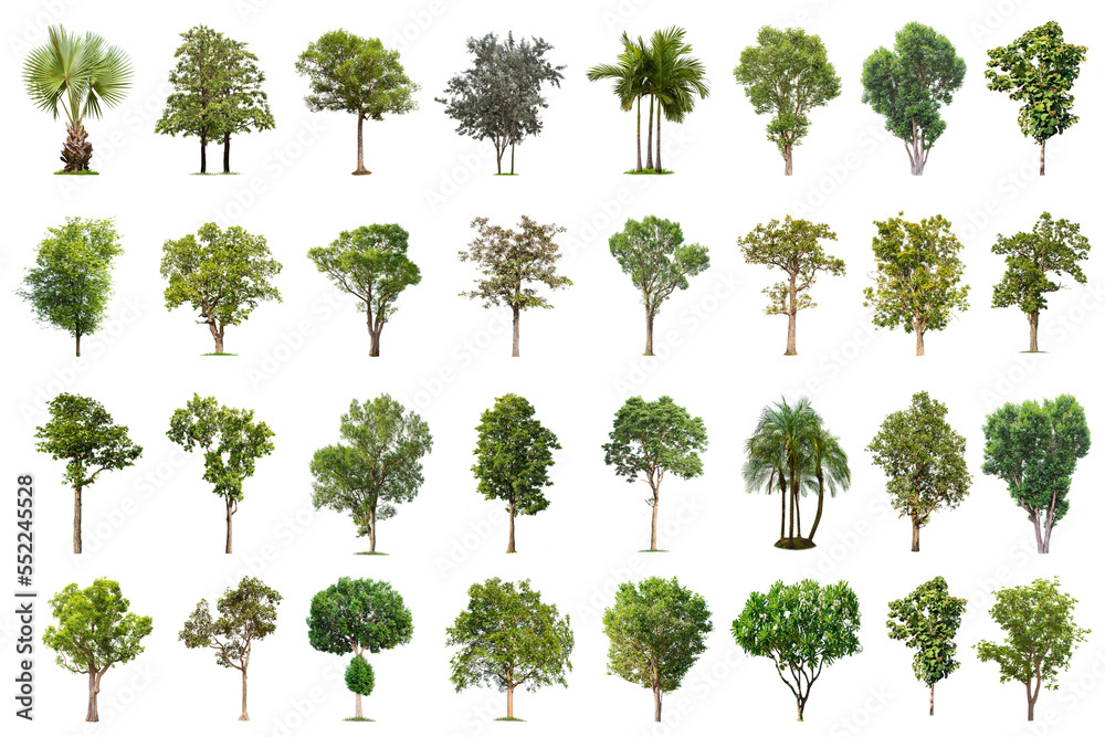 Fototapeta premium Isolated big tree on white background ,The collection of trees.Large trees database Botanical garden organization elements of Asian nature in Thailand, tropical trees isolated used for design,